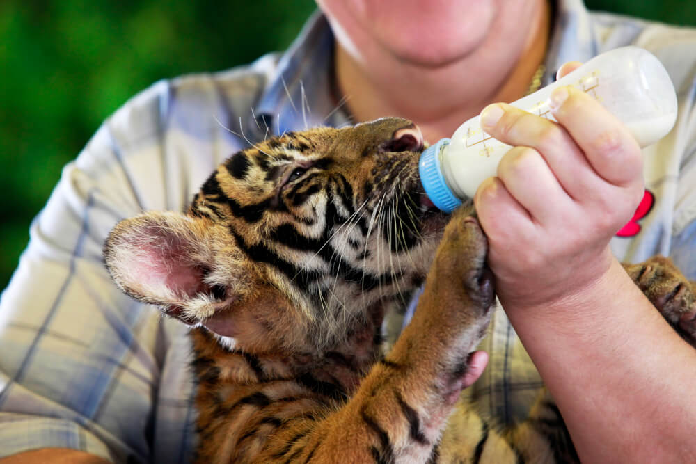Ein Tierpfleger füttert ein Tigerbaby mit einer Milchflasche.