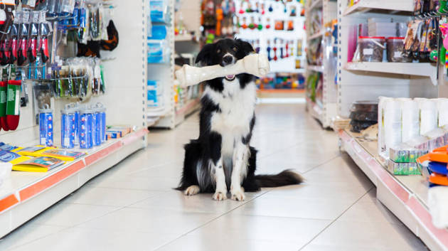Border-Collie mit großen Hund Knochen in Haustierladen
