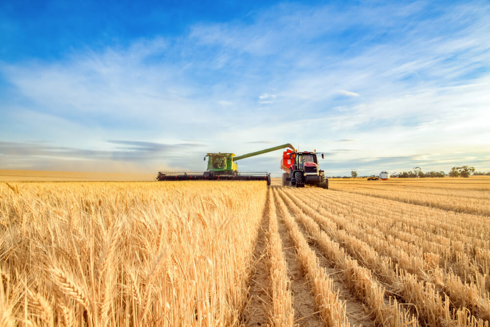 Erntemaschine erntet Weizen