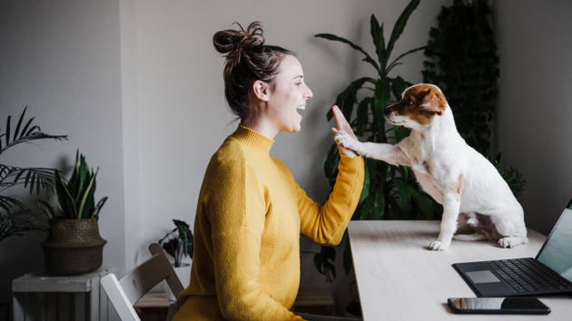 Frau gibt im Büro ihrem Hund ein Highfive