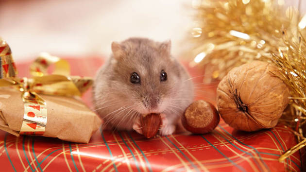 Ein grauer Hamster sitzt auf Weihnachtsgeschenken und knabbert an einer Mandel.