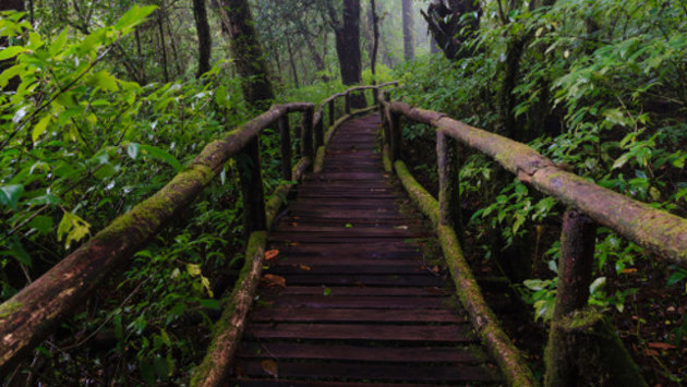 Ein mit Moos bewachsener Holzweg führt entlang grüner Pflanzen durch einen Wald.